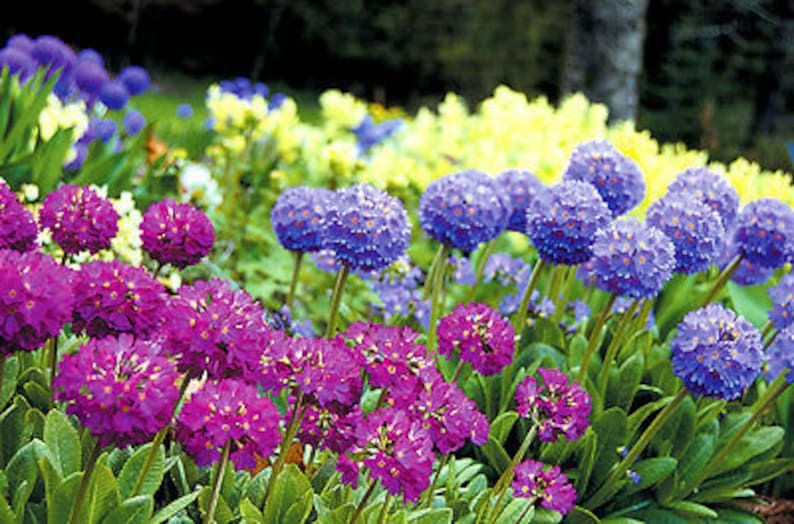 Perennial flower DRUMSTICK PRIMROSE MIX Primula denticulata 850 seeds
