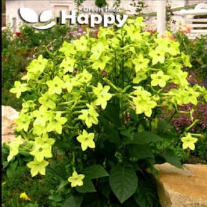 FLOWERING TOBACCO lime green 2000 seeds Nicotiana alata Annual Flower UK image 3