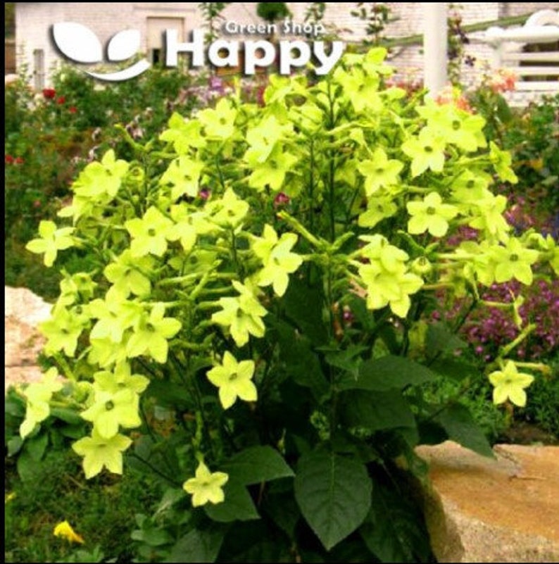 FLOWERING TOBACCO lime green 2000 seeds Nicotiana alata Annual Flower UK image 3