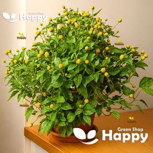 PLANTA PARA DOR DE DENTE - 400 SEMENTES - Spilanthes Oleracea - Erva de Flor Perene