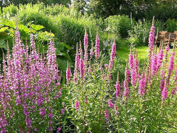 Lythrum Salicaria Wildflower perennial Purple Loosestrife 23 000 SEEDS Lythrum Salicaria Wildflower perennial Purple Loosestrife 23 000 SEEDS