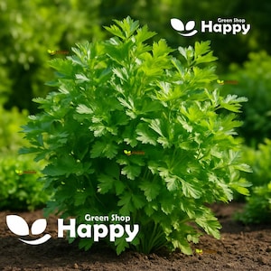 PETERSILIE FLAT - 4000 SAMEN - Italienische Riesenfrucht - Flachblatt winterhart - Gemüsesamen