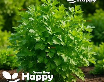 4000 semi di prezzemolo - Prezzemolo gigante italiano a foglia piatta - Petroselinum crispum - Semi di erbe aromatiche resistenti al freddo