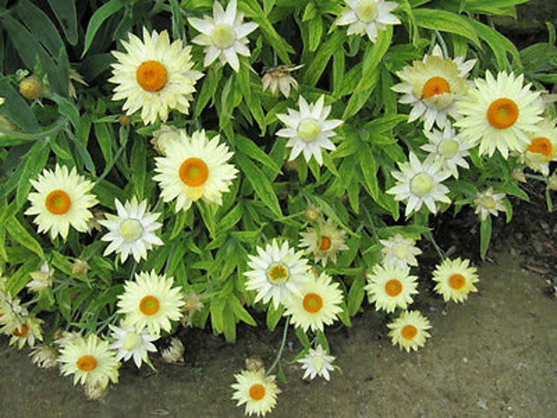 STRAWFLOWER WHITE Helichrysum bracteatum 900 seeds Everlasting Flower image 2