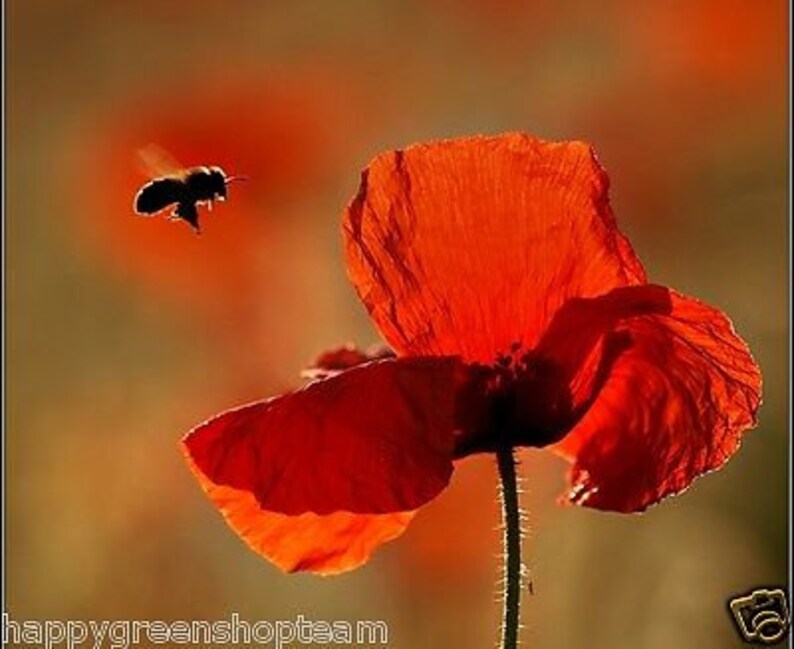 Simley Poppy Shirley Poppy Mixed- ENGLISH POPPY - 23 000 Seeds - Papaver Rhoeas ...