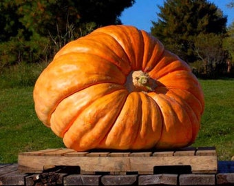 PUMPKIN ATLANTIC GIANT - 15 Seeds - Monster pumpkin up to 500kg - Pumpkin dills - Cucurbita maxima