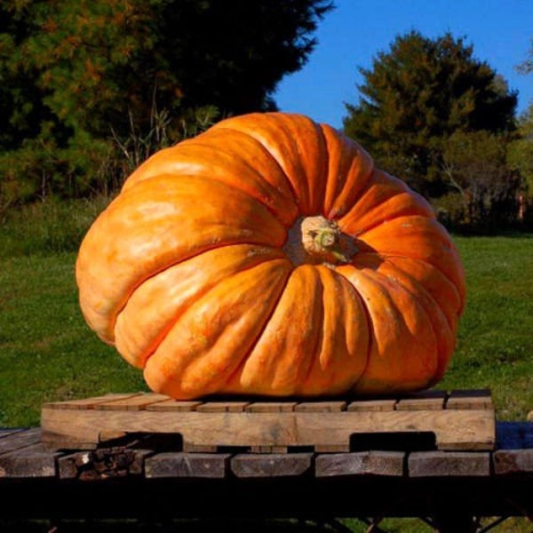 PUMPKIN ATLANTIC GIANT - 15 graines - Citrouille monstre pesant jusqu'à 500 kg - Citrouille à l'aneth - Cucurbita maxima