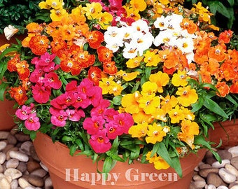 NEMESIA SUNDROPS MIX -1100 seeds - Nemesia strumosa grandiflora