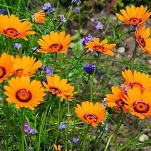 Solar Fire Daisy Ursinia Anthemoides 140 seeds Annual Flower image 6