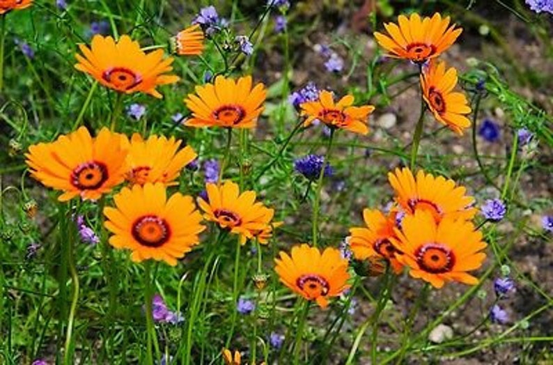 Solar Fire Daisy Ursinia Anthemoides 140 seeds Annual Flower image 6