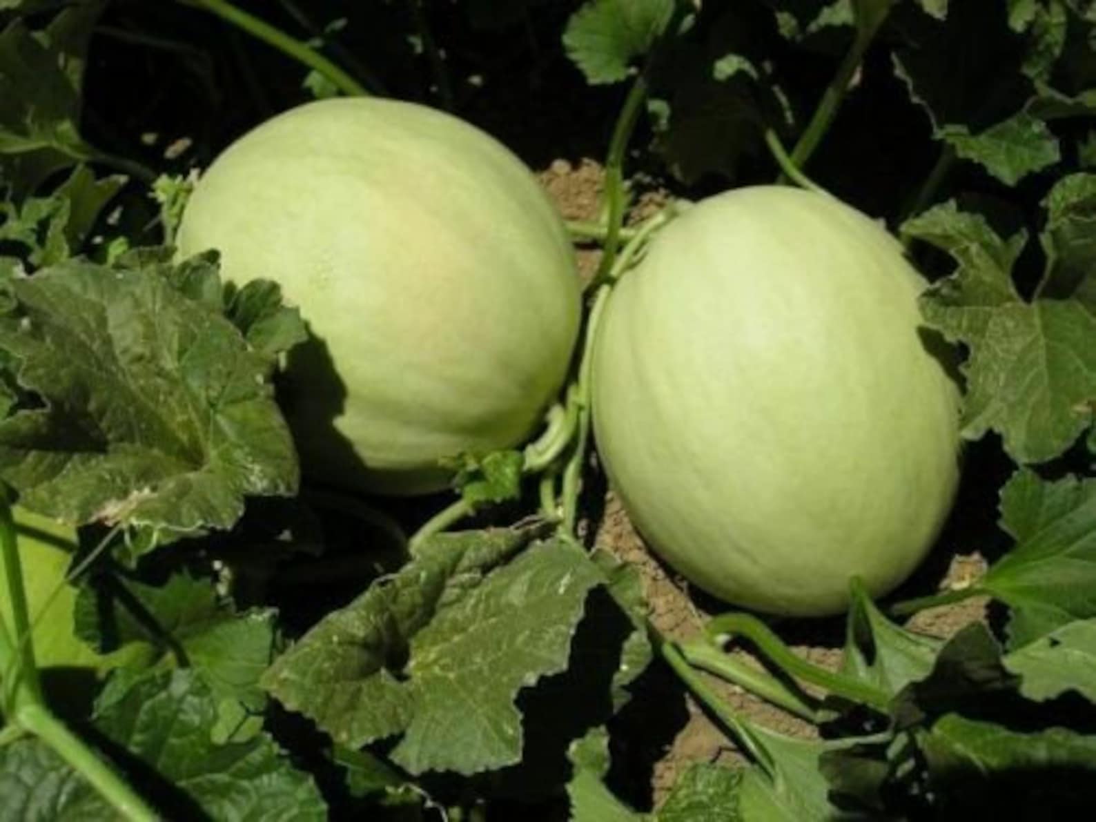 Melon Honeydew 50 Seeds Cucumis Melo Melon Seeds Fruit Etsy UK