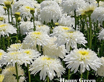 ARABIA エステリ \"Chrysanthemum leucanthemum\" Leucanthemum_maximum_9120475.