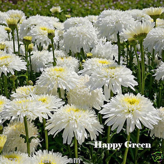 CRAZY DAISY DOUBLE - 200 Seeds - Chrysanthemum Leucanthemum