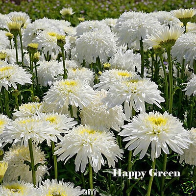 CRAZY DAISY DOUBLE - 200 Seeds - Chrysanthemum Leucanthemum