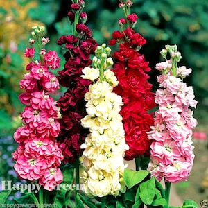 Può includere: Quattro steli di fiori alti con grappoli di fiori rosa, bianchi e rossi. I fiori sono disposti in una formazione a bouquet. I fiori sono in fiore e hanno un aspetto delicato e arricciato.