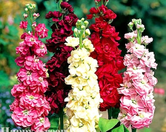 COLUMN STOCK - Mammouth Excelsior - 100 SEEDS - Matthiola Incana - Annual Flower