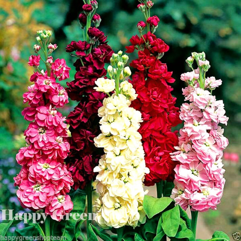 COLUMN STOCK Mammouth Excelsior 100 SEEDS Matthiola Incana Annual Flower image 1