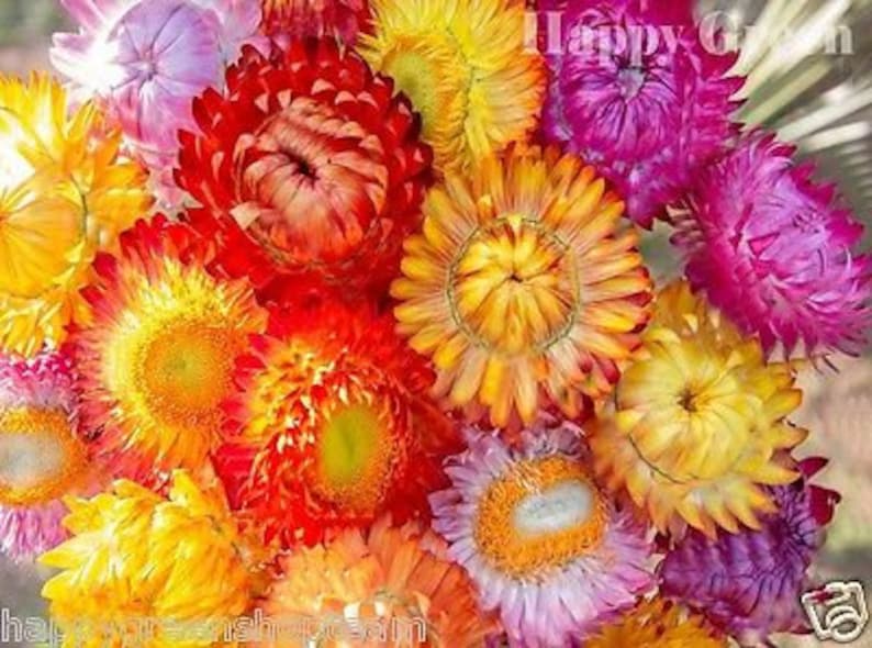 STRAWFLOWER MIX 1400 SEEDS Helichrysum Bracteatum Etsy UK
