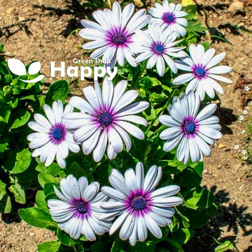 AFRICAN DAISY - Polar Star -  Dimorphotheca pluvialls - Annual flower - 150 SEEDS