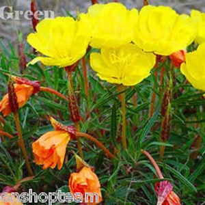 DWARF EVENING PRIMROSE Yellow 50 seeds Rockery Oenothera missouriensis image 1