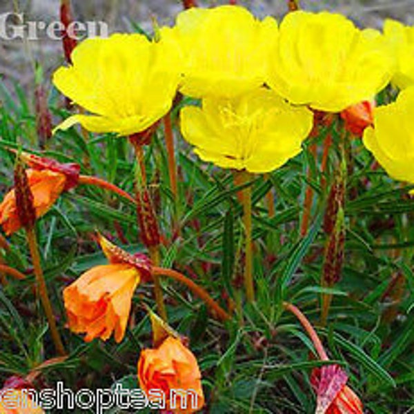 ONAGRA ENANA Amarilla - 50 semillas - Rocalla - Oenothera missouriensis