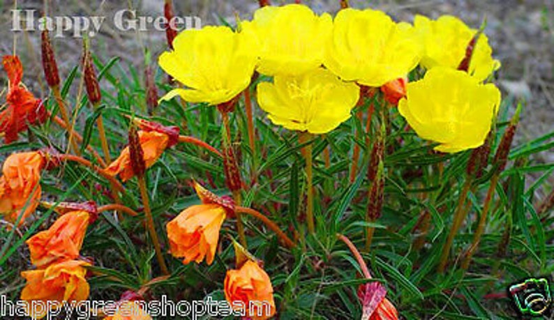 DWARF EVENING PRIMROSE Yellow 50 seeds Rockery Oenothera missouriensis image 1