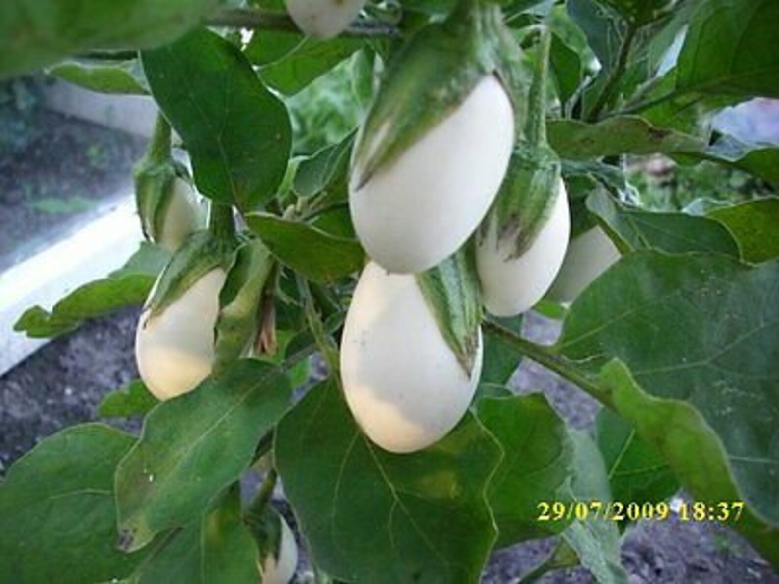 Vegettable AUBERGINE GOLDEN EGGS 20 Seeds White to Etsy