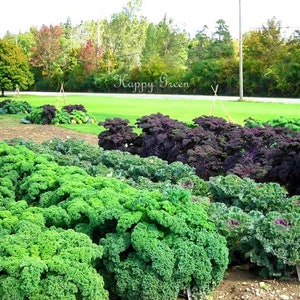 VEGETABLE KALE Borecole Dwarf Green Curled 1000 SEEDS Winter hardy image 3