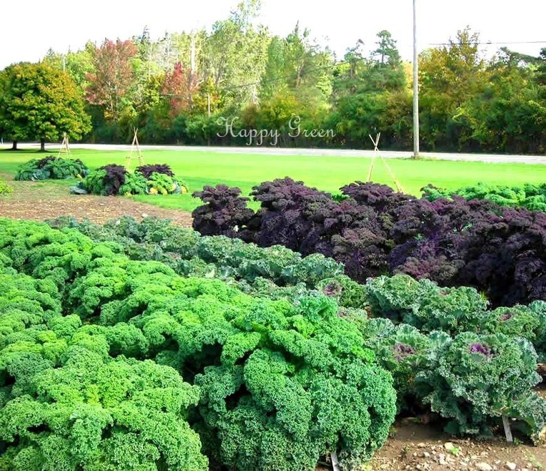 VEGETABLE KALE Borecole Dwarf Green Curled 1000 SEEDS Winter hardy image 3