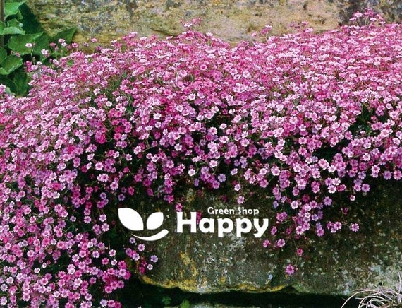 新品タグ付き　gypsophila スカラップベスト　ピンク Amazon.com : Pink Creeping Baby's-Breath 1000+ Seeds for