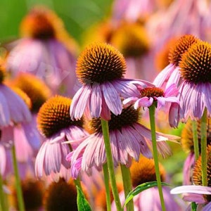 Purple Coneflower - RUBY STAR - 200 SEEDS - Echinacea purpurea