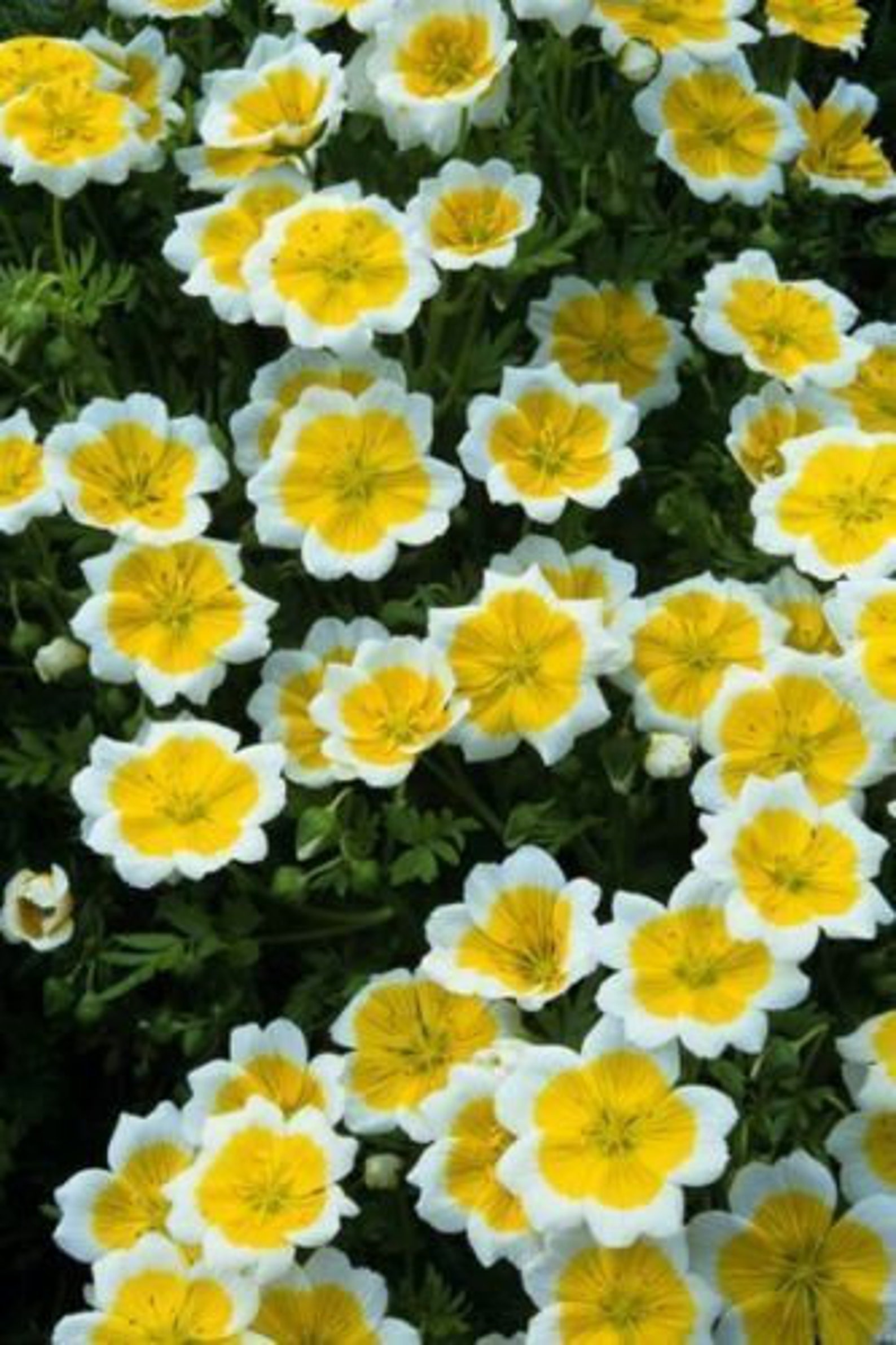POACHED EGG PLANT 450 Seeds Limnanthes Douglasii Annual Etsy Canada