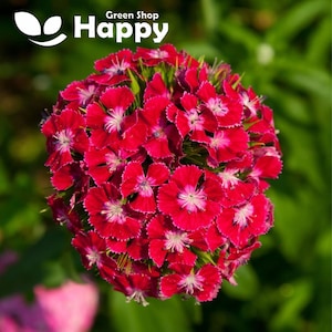 Goździk szkarłatny - 800 nasion (Dianthus Barbatus)