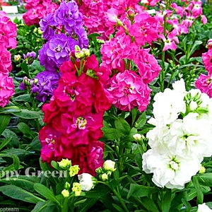 COLUMN STOCK Mammouth Excelsior 100 SEEDS Matthiola Incana Annual Flower image 2