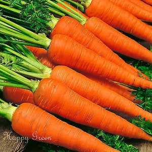 Vegetable CARROT EARLY NANTES 2 3000 seeds image 1