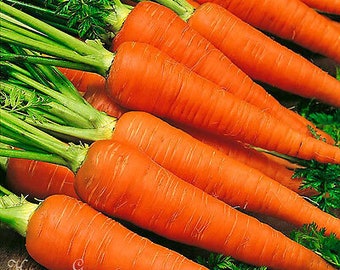 Vegetable - CARROT - EARLY NANTES 2 -  3000 seeds