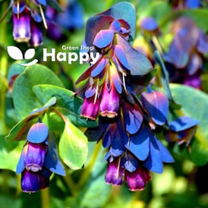 Honeywort - 35 SEEDS - Cerinthe Major Purpurascens - Blue tubular flowers