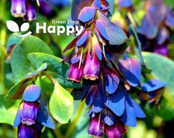 Honeywort - 35 GRAINES - Cerinthe Major Purpurascens - Fleurs tubulaires bleues