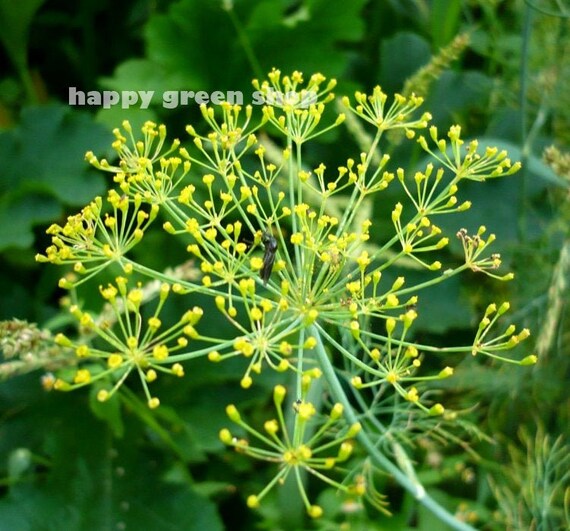 Semi Di Aneto Bouquet / Oltre 75 Semi / Erba Aromatica Biologica / Profumata E Di Facile Manutenzione - Italia - Foto 2