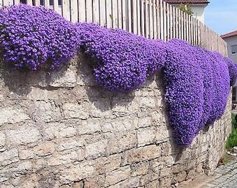 600 SEEDS - Rock Cress Cascade Mix - Aubrieta cultorum hybrida - Rockery flower