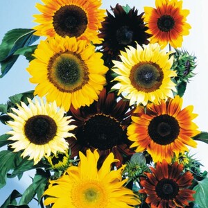 Op de afbeelding: Een boeket zonnebloemen in verschillende kleuren, waaronder geel, oranje, rood en bruin. De zonnebloemen hebben donkere centra en zijn in een cluster gerangschikt.