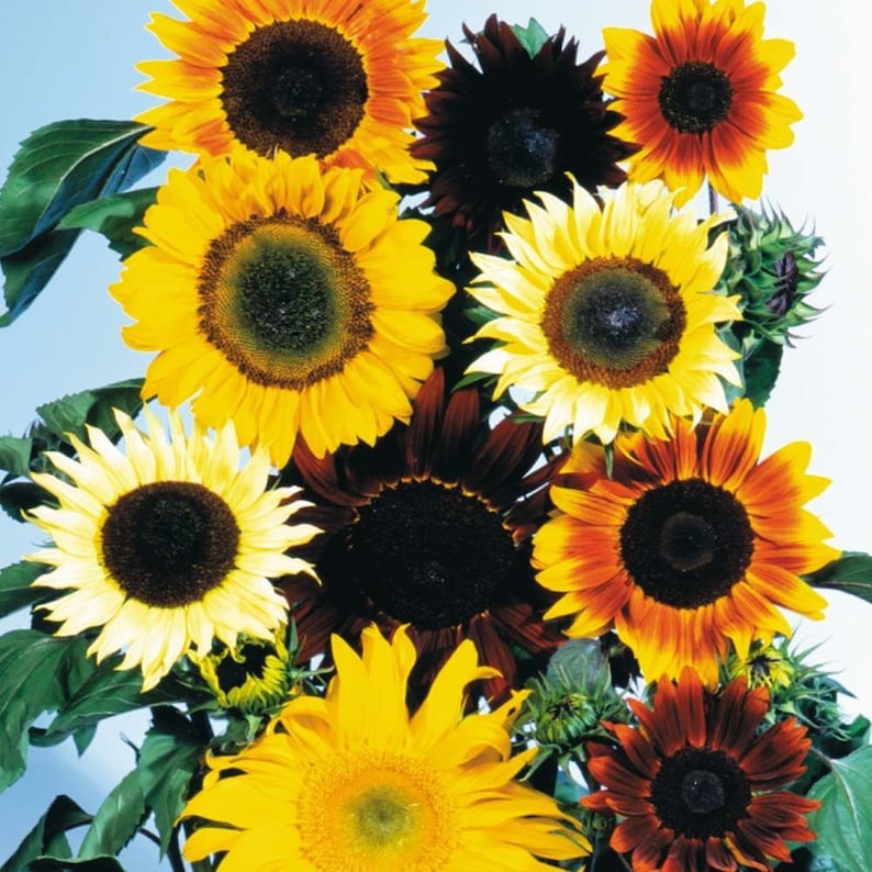 Op de afbeelding: Een boeket zonnebloemen in verschillende kleuren, waaronder geel, oranje, rood en bruin. De zonnebloemen hebben donkere centra en zijn in een cluster gerangschikt.