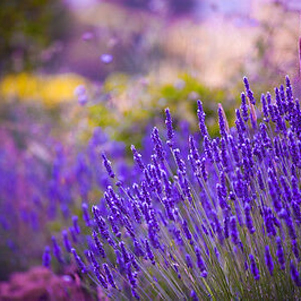 LAVENDER - 300 SEEDS - Lavandula Vera angustifolia - amazing fragnant - Perennial