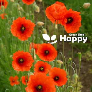 Può includere: Un'immagine vibrante di diversi fiori di papavero arancioni brillanti con centri scuri e steli verdi. I fiori sono in piena fioritura, sullo sfondo di un fogliame verde. Il testo "Green Shop Happy" è visibile nell'angolo in alto a destra.