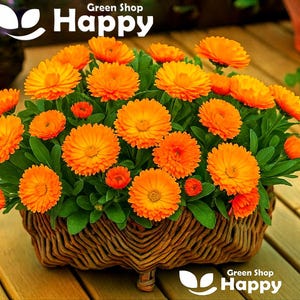 150 zaden van de oranje potgoudsbloem (Gitana) | Calendula officinalis | Eenjarige bloem | Eetbare bloemen | Gemakkelijk te kweken