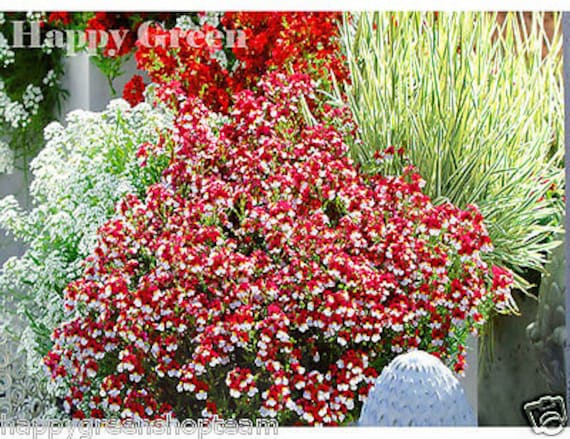 40 /"DANISH FLAG/" FLOWER SEEDS NEMESIA STRUMOSA ANNUAL RED /& WHITE BI-COLOR