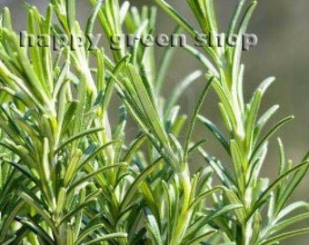 Herb - Tarragon Russian - ARTEMISIA DRACUNCULUS - 2000 Seeds