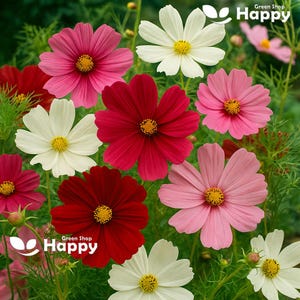 Flowe Cosmos Sensation mix - 370 seeds Cosmos Bipinnatus