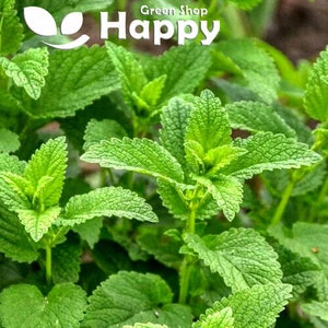 Può includere: Primo piano di un rigoglioso ciuffo di melissa, un'erba aromatica con un profumo rinfrescante di agrumi. La pianta ha foglie verde brillante con una superficie testurizzata.