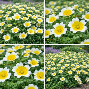 POACHED EGG PLANT - 350 seeds - Limnanthes douglasii - Annual Flower